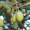 Palestine olives thumb