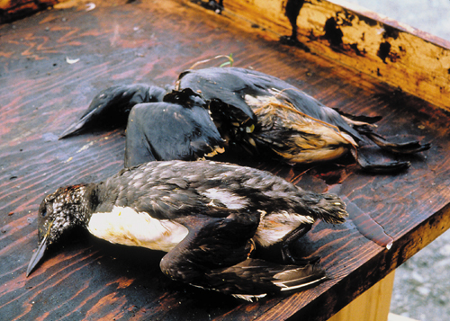 Oily birds from the Exxon Valdez spill