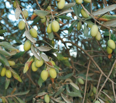olives on branches, Palestine
