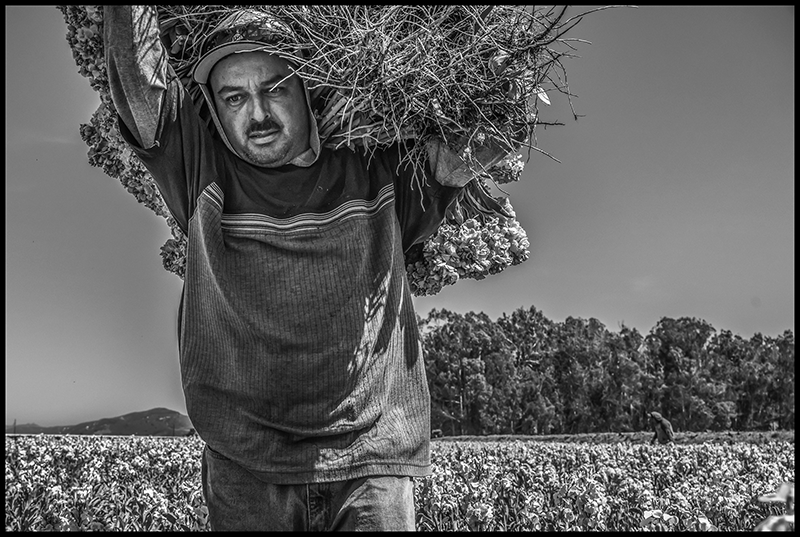 A worker carries a bunch of stock flowers on his shoulder from the field after harvesting them.
