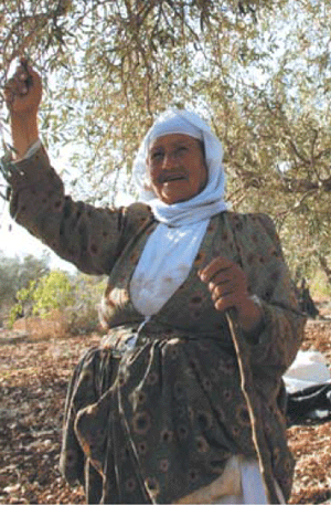 olives on branches, Palestine