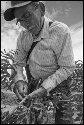 Lucas Carina, the oldest and most experienced worker in a crew of farm workers grafting pistachio trees in an orchard near Caruthers.